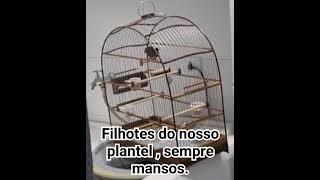 Filhotes sempre mansos.