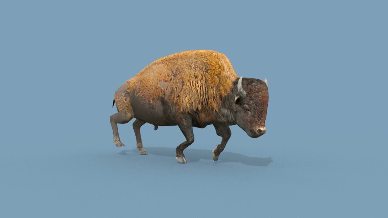 Pro Bison 8K - 3d animated 3D Model