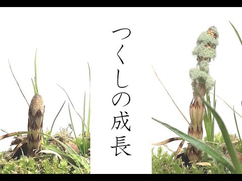 スギナ、スギナ 植物