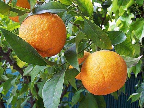 , title : 'Beneficios de la naranja agria - Benefits of bitter orange'