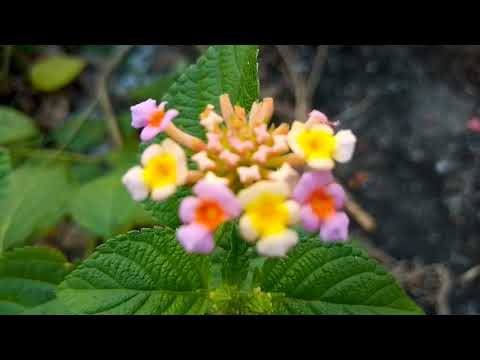 Natural green tree view in my village || Natural vlog