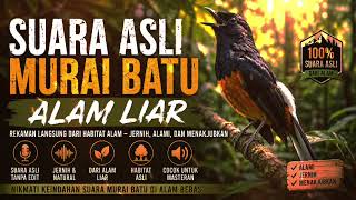 Download lagu SUARA MURAI BATU DI ALAM LIAR 🌿 | Kicauan Natural & Jernih mp3 Download lagu SUARA MURAI BATU DI ALAM LIAR 🌿 | Kicauan Natural & Jernih mp3