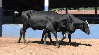 Vídeo 215 - 1ª ETAPA MEGA LIQUIDAÇÃO TOTAL AGROPECUÁRIA MARAJOARA - DIA 4 | GADO GIROLANDO E HOLANDÊS