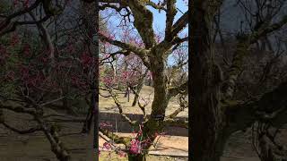 鹿児島紅　梅の花