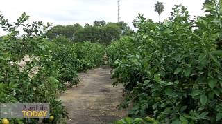 Retired scientist ignites "Orange Revolution" to fight citrus greening