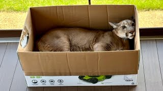 Бедный котёнок живёт в коробке. Пума Месси решил жить очень скромно.