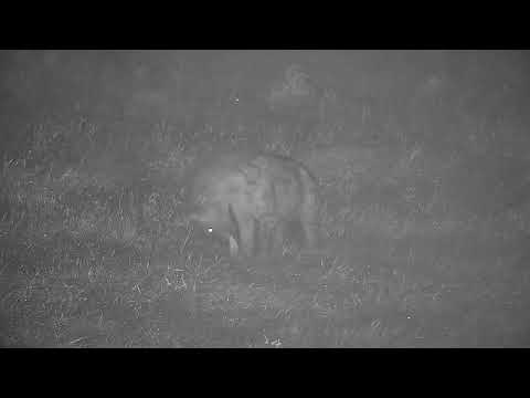 Djuma: Lone Hyena ends up finding an old bone - 02:48 - 04/18/2022