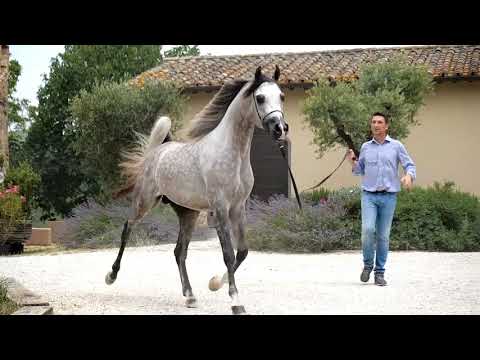 Arabian Horse Magazine -D Seraj