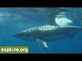JAWS/ Great White Shark Meditation of Guadalupe Island with Cello!  Transform terror to love!