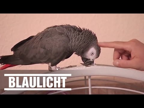 Papagei ruft die Polizei - Hilfe!!!!