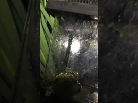 Toads and Frogs in Pennsylvania -
