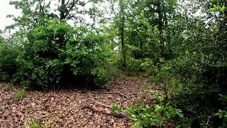 Texas Background Nature Sounds