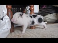 Micro Pig Goes Twerk Twerk Twerk To Work Work 2016
