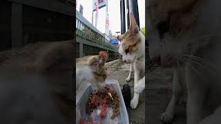 Download lagu RC Mati Low Battery, Kucing Nggak Bisa Turun Tembok, Terus Ada yang Dateng Rusuh — Full Drama! mp3