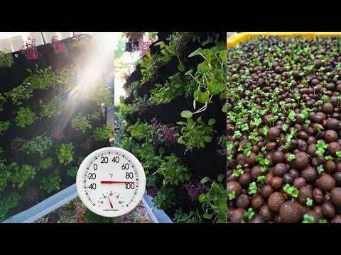 You Won't Believe the Vertical Living Hydroponic Wall! 🌿🌱