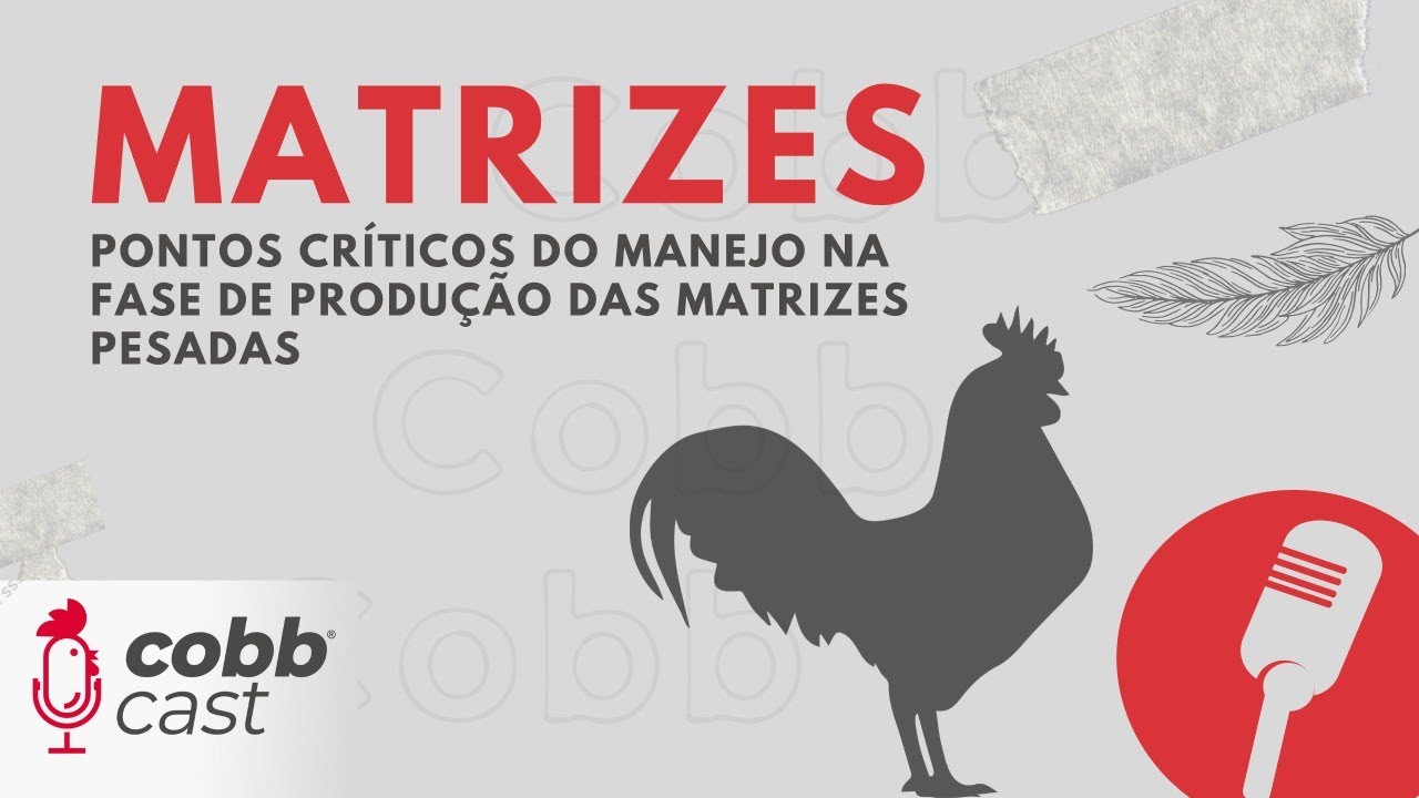 #04 Matrizes - Pontos críticos do manejo na fase de produção das matrizes pesadas