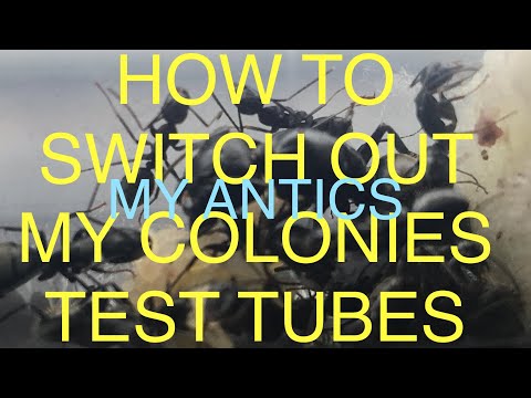 How To Switch MY Ant Colonies Test Tube