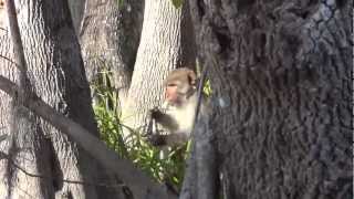 preview picture of video 'Rhesus Monkeys Along Silver River, Florida'