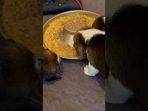 Enjoying a nice meal…