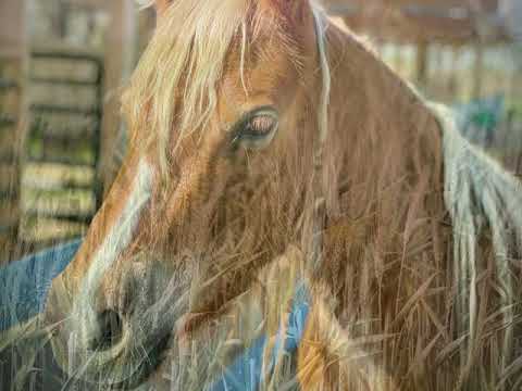 As a stone- full trunk & sivan talmor (קאבר עמית ואלה לשם)