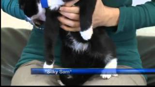 Pet of the week: Silky Sam