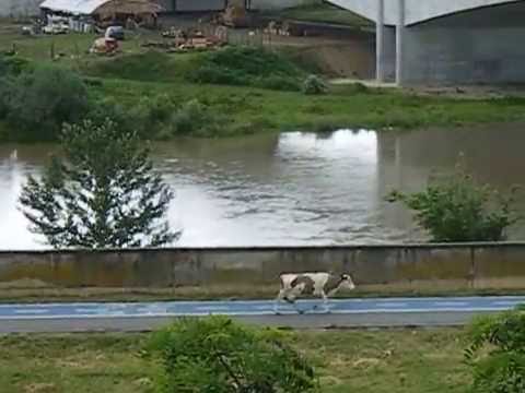 Pista bovino-velo "Falcă",Arad,Romania