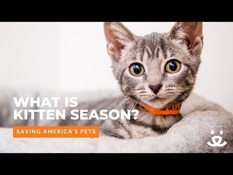 Kitten season: when cute and cuddly meets lifesaving