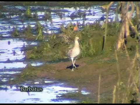 Zarapito real ( Numenius arquata ). Curlew