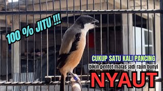 Download lagu cendet gacor ISIAN JITU buat PANCINGAN CENDET AGAR BUNYI bikin BURUNG PENTET GACOR RAJIN BUNYI mp3