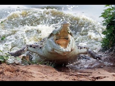 Cá Sấu Ăn Thịt Người Ở Congo (  - NatGeo Tiếng Việt)