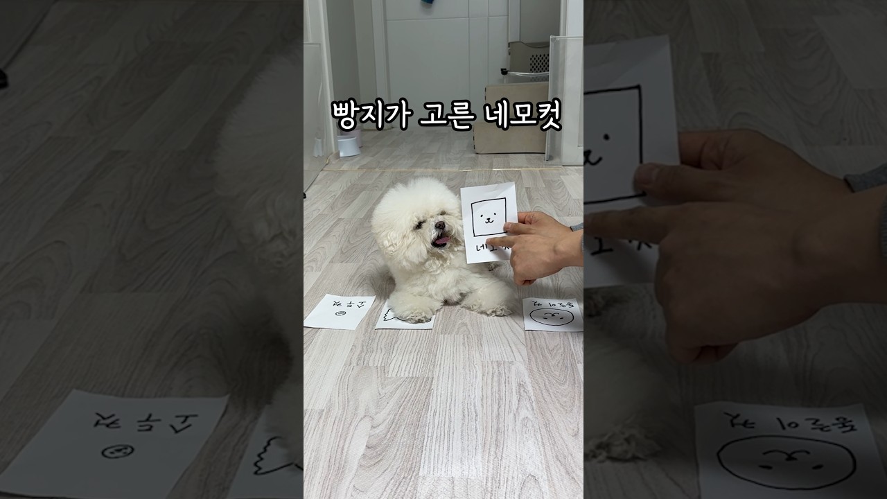 빰지 네모컷 도전가늠?