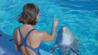 Dolphin cards Dolfins Deep Thinkers Dolphins