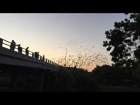 download lagu mp3 mp4 Waugh Bridge Bat Colony, download mp3 Waugh Bridge Bat Colony free download, download mp3 Waugh Bridge Bat Colony