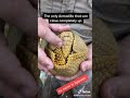 Animals can be so amazing -- look at this Brazilian Three banded Armadillo wow#shorts