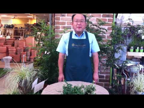 ススキ「プミラ」 植物