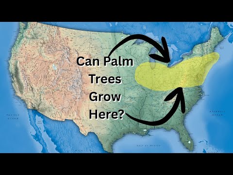 18 Palm Species You Can Grow in Northern Climates