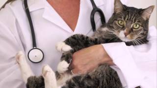 preview picture of video 'Best Fort Collins Vet Clinic - Fort Collins Vet Clinic - Vet Clinic in Fort Collins Colorado'