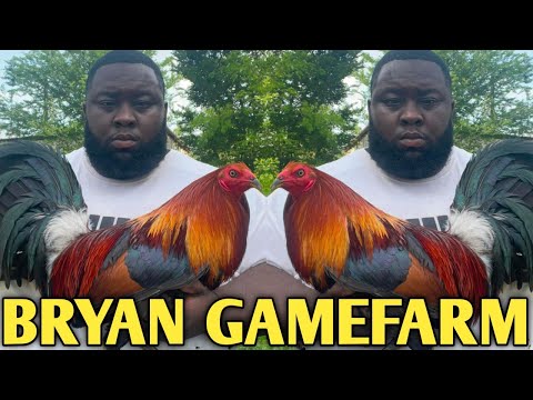 Hatch Kelso Claret Grey - BRYAN FARM - Texas