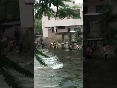 Horses rescued!Animal rescue team🔥🔥