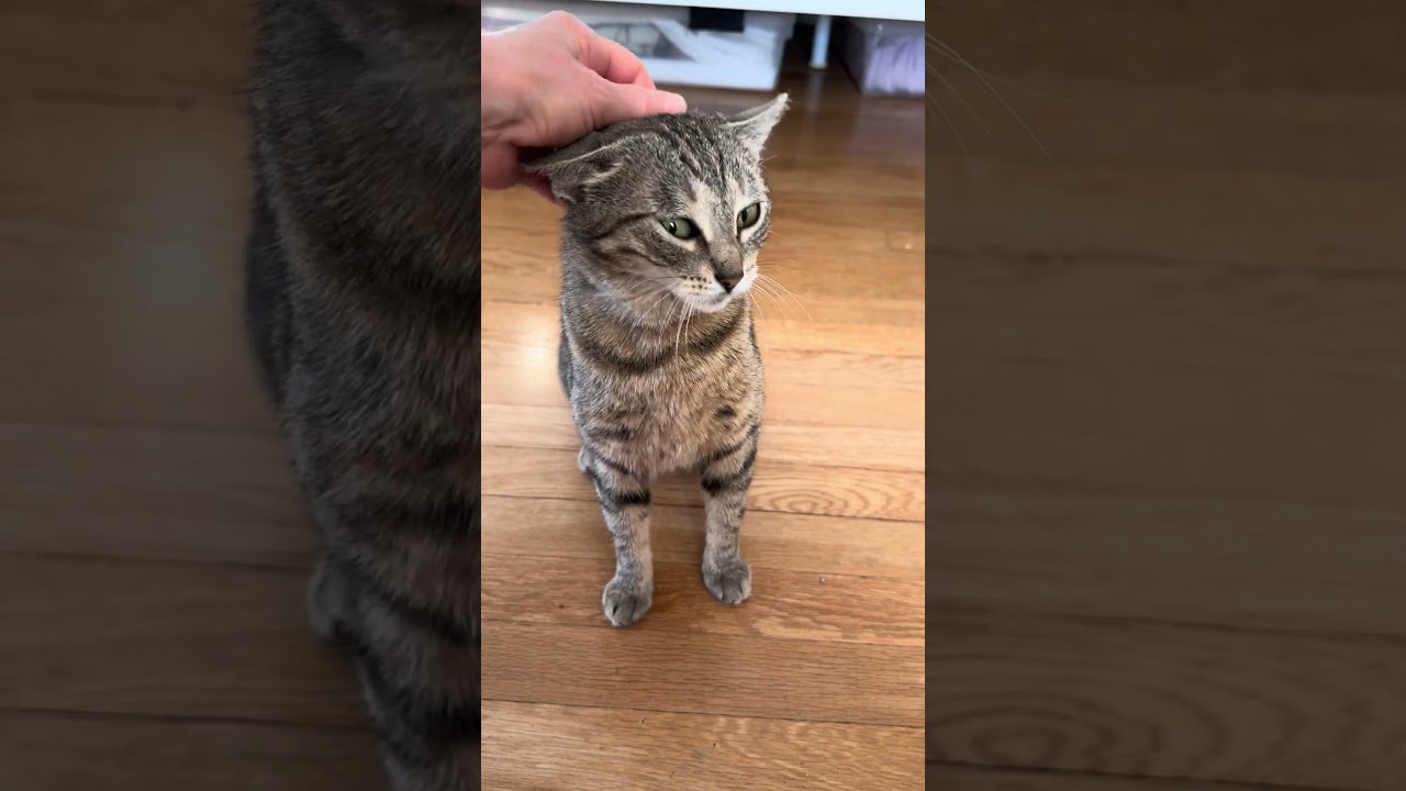 Enlarge Muffin the Tabby, an adopted Domestic Short Hair in Fairfax, VA video 5/5