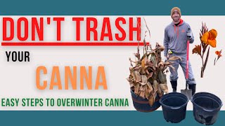 SAVE your CANNA!!!  Easy Steps to Overwinter Canna Plants