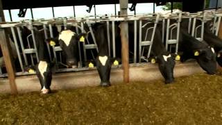 Dairy Farming Documentary