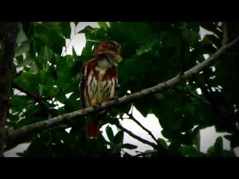 Glaucidium nubicola Colombia