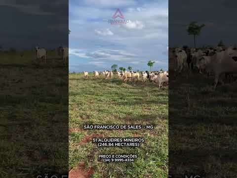 Fazenda à venda em São Francisco de Sales com 51 alqueires mineiros - Triangulo Mineiro - MG