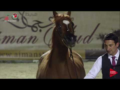 N 225 D HALA   UAE Nationals 2019