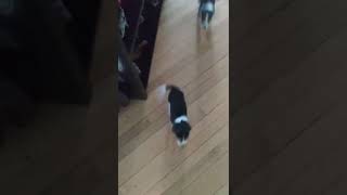 Beagle Puppies Videos