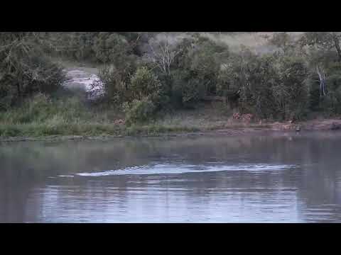 Djuma: Hippo - 18:06 - 03/31/20