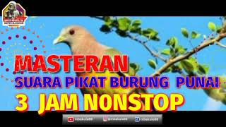 Download lagu Suara Pikat Burung Punai Pikat Paling Jernih Duras... mp3