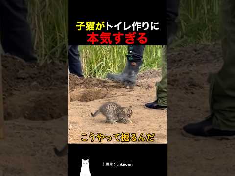 子猫がトイレ作りに本気すぎる