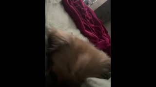 Shih Tzu Puppies Videos